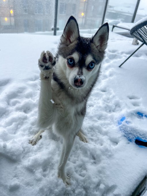 1 pic. Good morning from snowy Denmark! ?️?
Kylo says herro, you better say it back https://t.co/Ahh