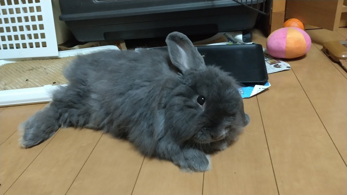 rinkingtime's tweet photo. 明けましておめでとー。今年もウサギでお願いします。 https://t.co/aYMgLiOe7D