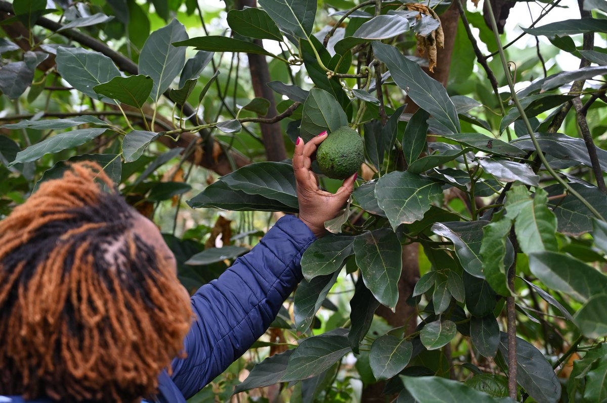 ACIARAfrica's tweet photo. Fruit #trees, especially mango &amp; avocado, are widespread in smallholder farming systems in East Africa, as they 📈 income &amp; #nutrition.   

But what is their contribution to #ClimateChange mitigation? #Read 👉 https://t.co/e83Sce4yHP

@ACIARAustralia @ICRAF @WangariCM @ShemKuyah https://t.co/zbvVfGG2PU