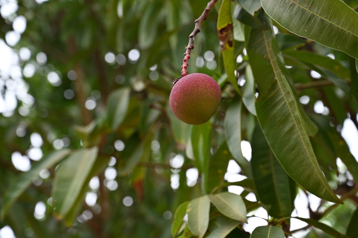 ACIARAfrica's tweet photo. Fruit #trees, especially mango &amp; avocado, are widespread in smallholder farming systems in East Africa, as they 📈 income &amp; #nutrition.   

But what is their contribution to #ClimateChange mitigation? #Read 👉 https://t.co/e83Sce4yHP

@ACIARAustralia @ICRAF @WangariCM @ShemKuyah https://t.co/zbvVfGG2PU