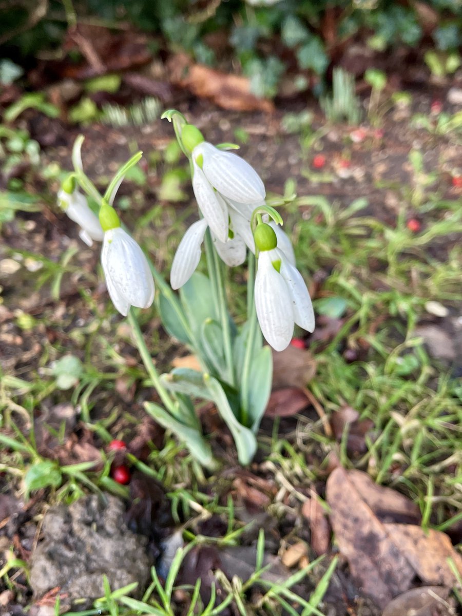 2nd January - very early for snowdrops? <a href="/TheMontyDon/">Monty Don</a>