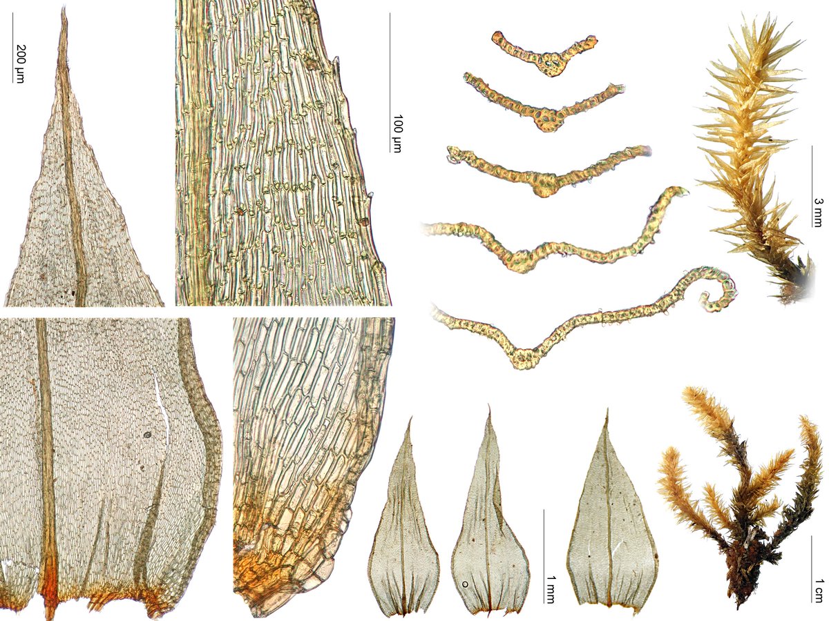 Michael Lueth tweet media