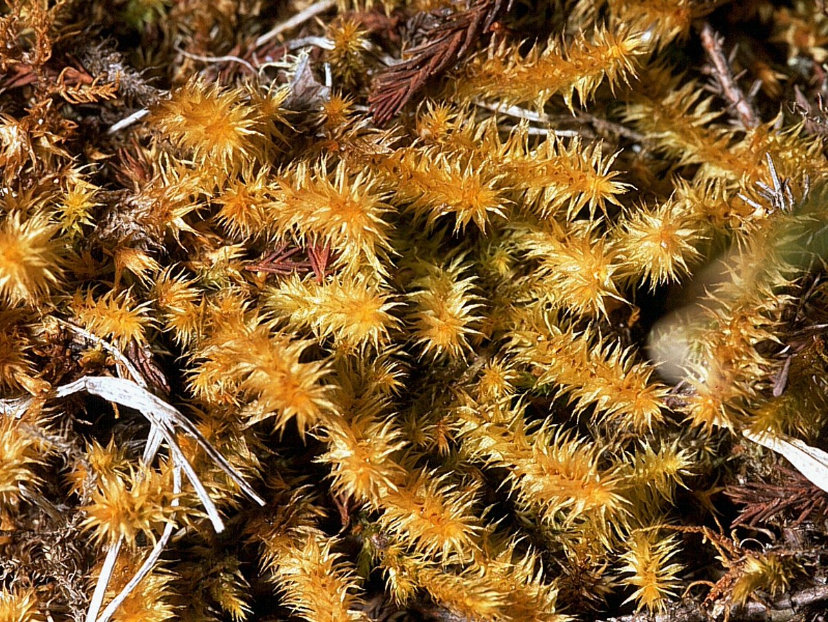My first plate in the new year:
Breutelia subarcuata (C. M.) Schimp. ex Besch.
Venezuela, Andes, near Pica el Aquila, Laguna Mucubaij, near the lake shore, 3700 m, leg. 14.03.2001
