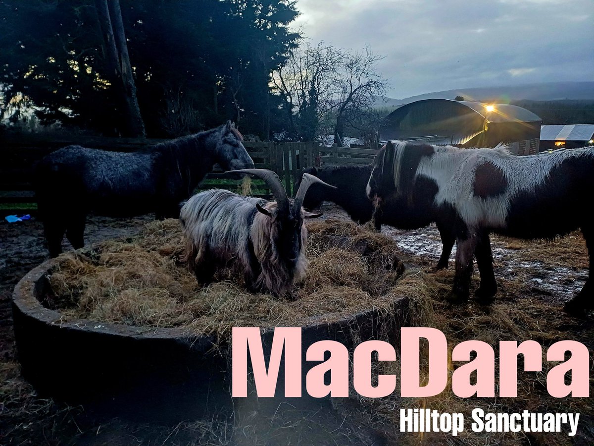 catlowry54's tweet photo. #Goodmorning table manners are no fun for #MacDara He is the Goat after all 🙂💕 https://t.co/aJUKP67o2L