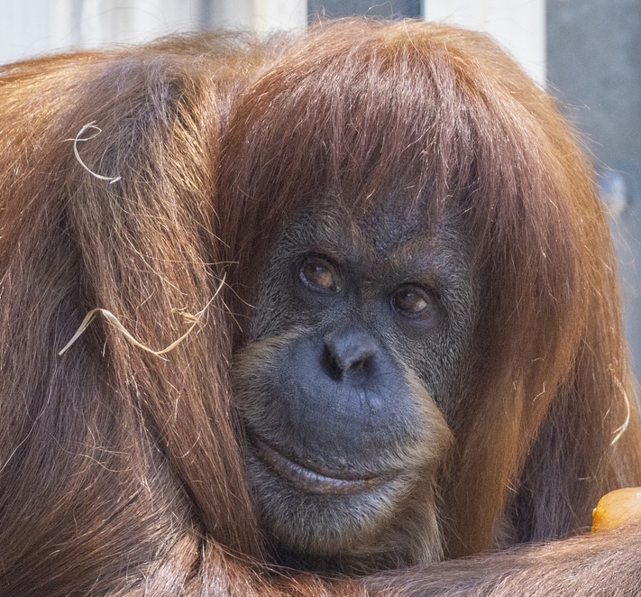 Melbourne Zoo is sad to report that we have said goodbye to our beloved elderly Sumatran Orangutan, Kiani, earlier today. Kiani was born at Melbourne Zoo and was known for her playful, gentle nature. The full announcement is available on our Facebook page: facebook.com/zoosvictoria