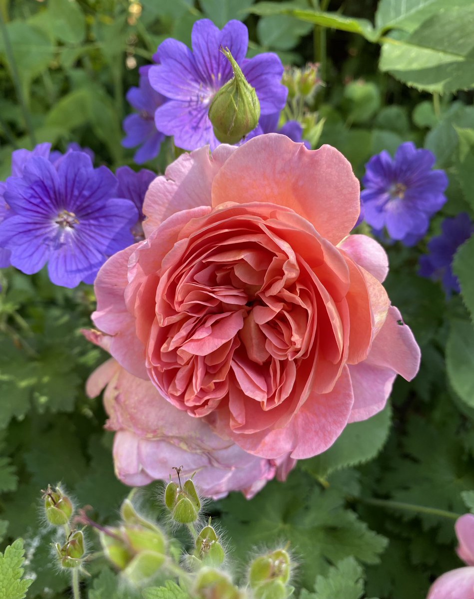 The first #RoseWednesday of ‘24 🎉 Happy New Rose Year everyone. 
Starting off with Boscobel 💕
#GardeningTwitter #Roses #RoseADay #flowerphotography