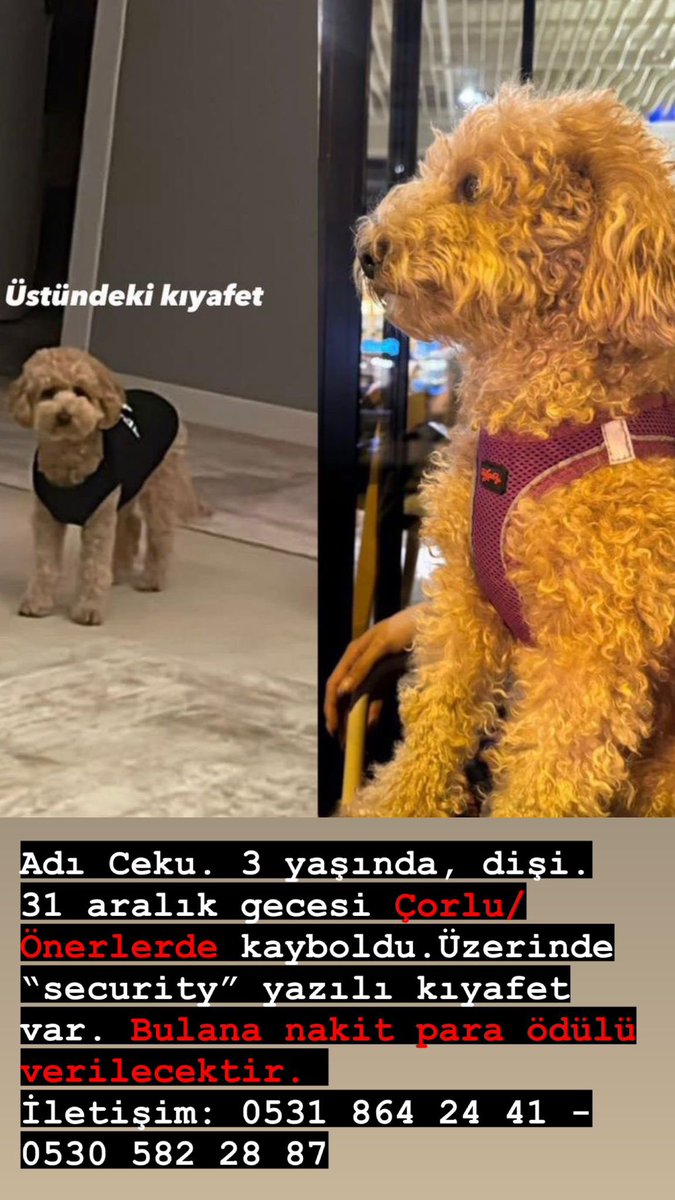 Merhaba, arkadaşımın köpeği 31 aralık gecesi atılan havai fişekler sebebiyle korkup evden kaçtı. En son Çorlu Gölbaşı Parkının civarlarında görüldüğüne dair bilgi aldık. Gören, duyan olursa aşağıdaki iletişim bilgilerinden bize ulaşabilir mi:( @nocontextrakya @Trakyamuhtar