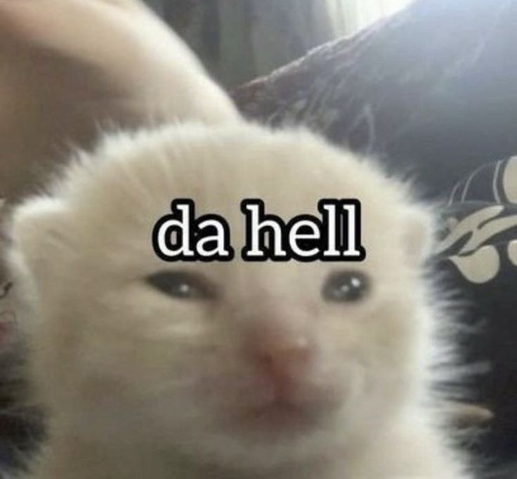 smol silly cat (@catsillyness) on Twitter photo 