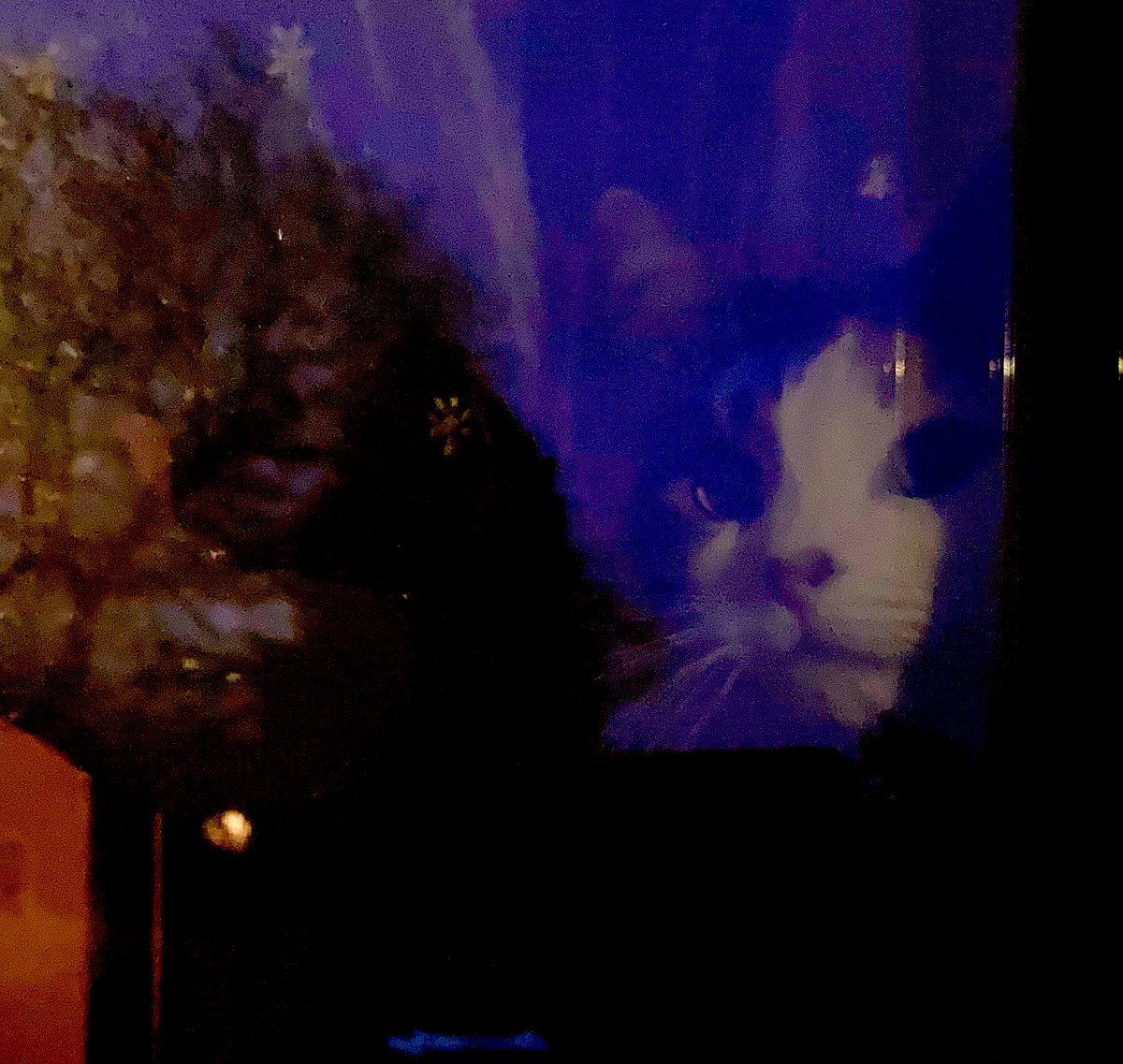 madeleinemaste4's tweet photo. #Wednesday is out there
#alternativeview
From the kitchen sill
#littleprincess reflections ✨💕 https://t.co/FWaPUXOlFb