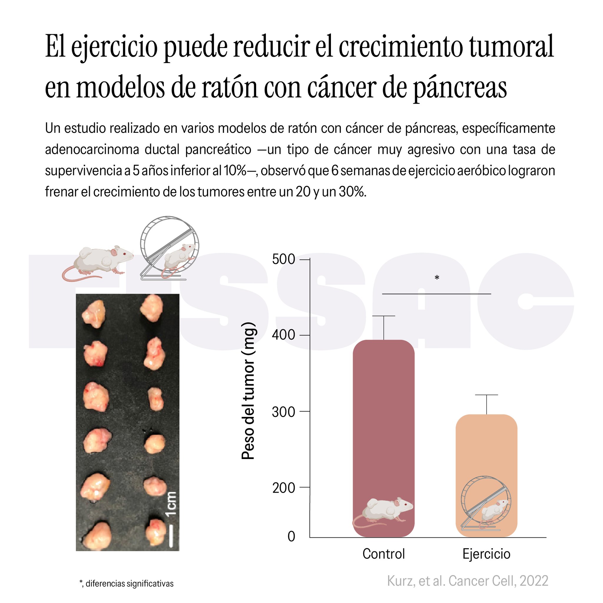 Fissac on X: 🦀 El ejercicio puede reducir el crecimiento tumoral en  modelos de ratón con cáncer de páncreas. 🏃‍♀️ El ejercicio es una de las  principales herramientas de prevención del cáncer