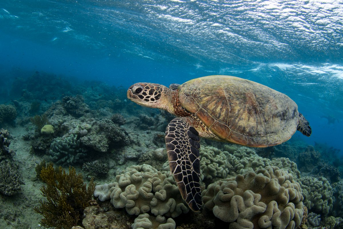 anja_pabel's tweet photo. I love a good #snorkelling session on the #GreatBarrierReef, but does snorkelling enhance environmentally conscious behaviour? We tried to find out in this study!
https://t.co/o9fHz1ivmW https://t.co/vyNpb0CkEN