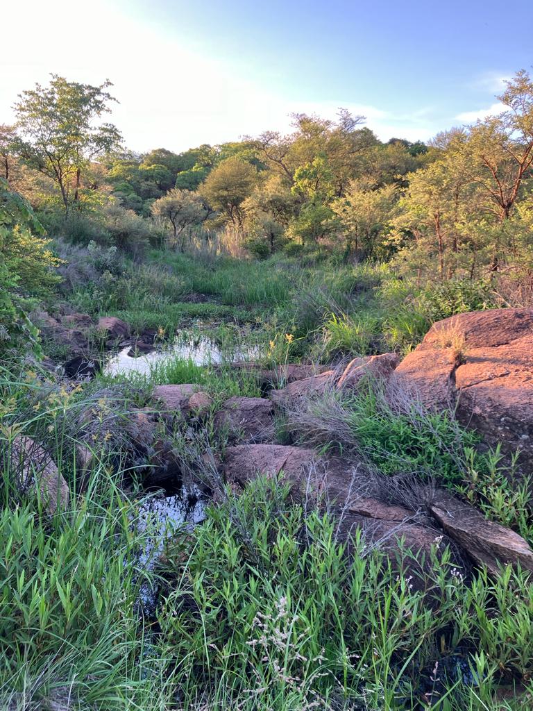 Hillside Dams (@hillsidedams) on Twitter photo Exciting news! Water is flowing in the stream at the Southern end of the <a href="/HillsideDams/">Hillside Dams</a>. While it hasn't reached the upper dam inlet, we're hopeful that a few more showers might bring some much-needed inflow. ๐ง๏ธ๐ #ConservancyUpdate #NatureRevival Exciting news! Water is flowing in the stream at the Southern end of the <a href="/HillsideDams/">Hillside Dams</a>. While it hasn't reached the upper dam inlet, we're hopeful that a few more showers might bring some much-needed inflow. ๐ง๏ธ๐ #ConservancyUpdate #NatureRevival