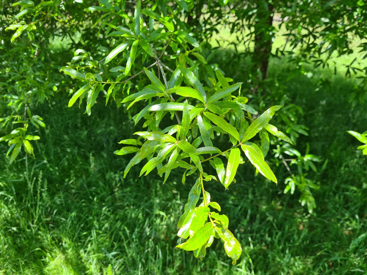 The willow oak (aka willow-leaved oak) is not my favourite oak. So there.

talkingplants.blogspot.com/2024/01/not-my…

#oaks #notwillows #quercus #talkingplants