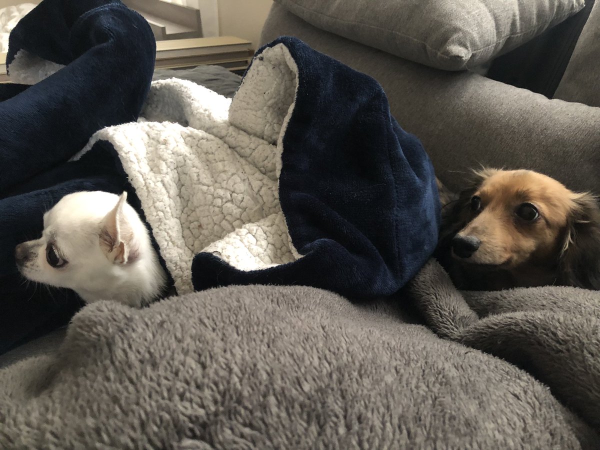 グラフィックで入稿できない現象が年末から続いていてるけど、トライするの疲れたから諦めた 🥺
早く解決してほしい...
エムとロンとぬくぬくお正月🎍