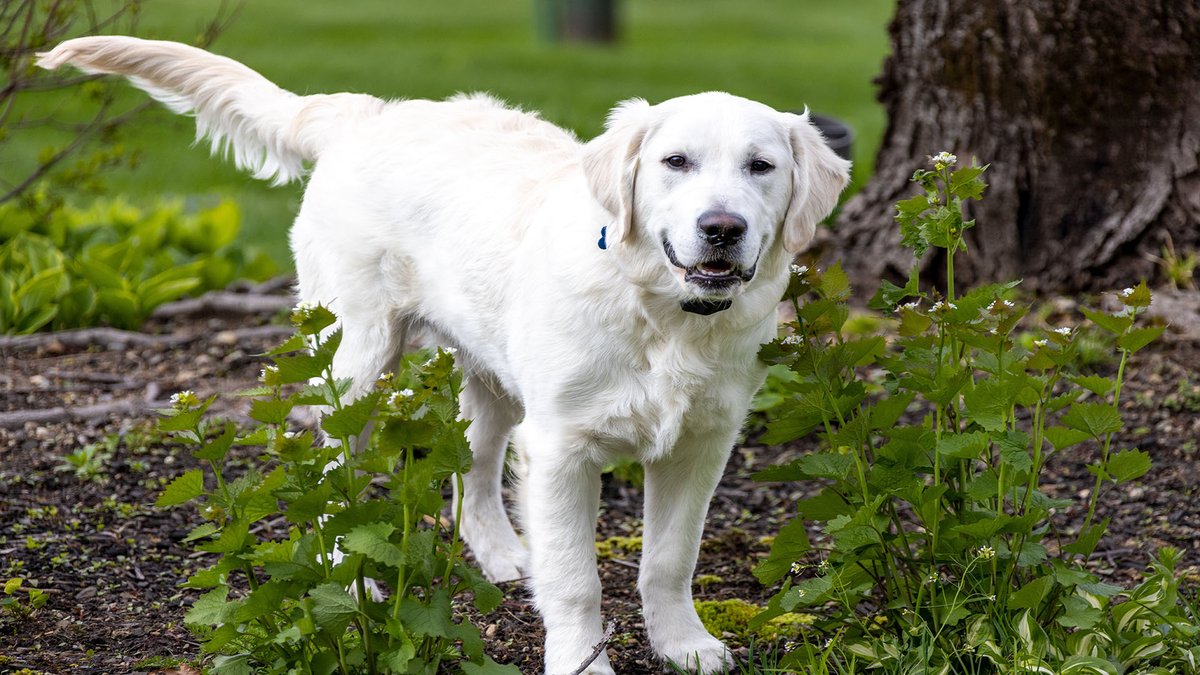 sage_s65739624's tweet photo. Without a doubt, each dog is an individual with a distinct personality. However, almost every dog exhibits a few odd behavioral traits. You're not the only one who has ever questioned, "For what reason is he behaving that way? #Dogs #Dogs_Behavior #Pets

https://t.co/fMLSNA9nkn https://t.co/NdPAuvUF9R