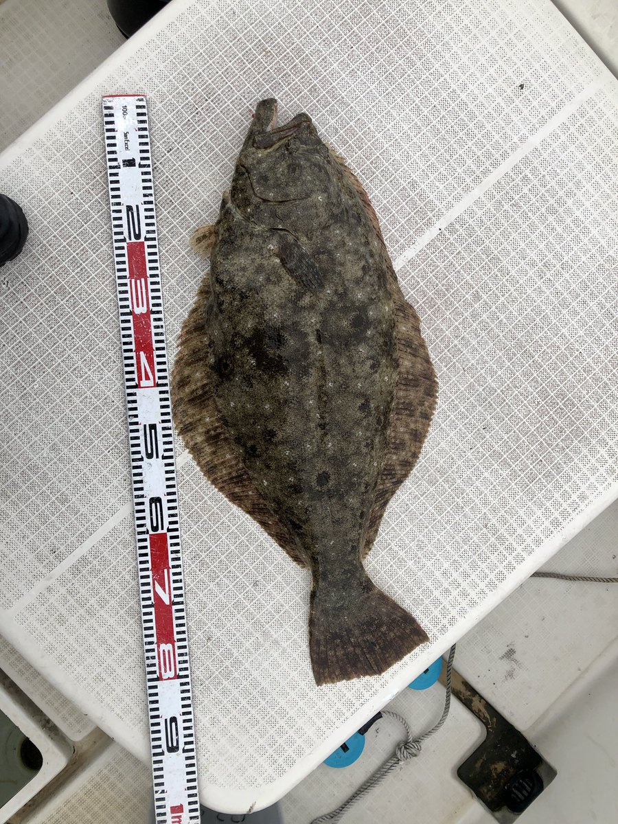 hiroki6432's tweet photo. 今年初の魚釣り
座布団ヒラメゲット
やったー寒ヒラメだ https://t.co/UP4P1tWCWf