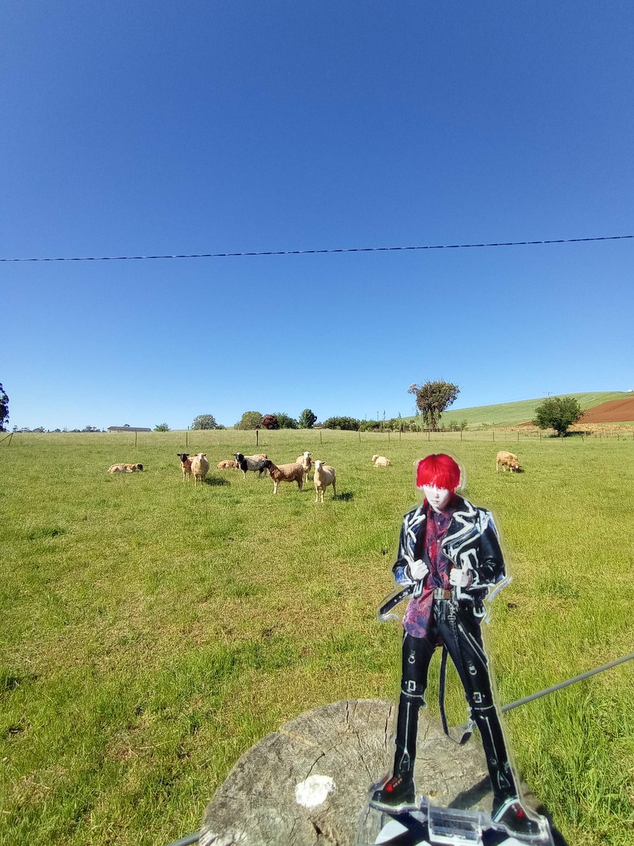 usage500's tweet photo. 癒しのペット写真載せたいけどいないので、隣の家の羊🐑
みんなでGAIくん見ててかわいい
#forXYpic https://t.co/dAqycpQUJs