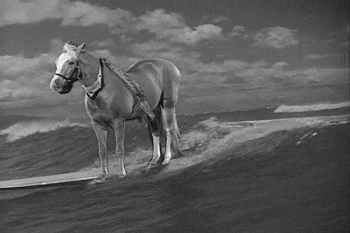 BenjaminCrew1's tweet image. A single image of Mr. Ed is more powerful than entire seasons of television made today