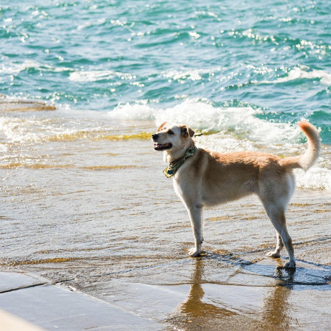 jenifargomez's tweet photo. A dog is the only thing that can mend a crack in your broken heart.
#dog #hotdog #gooddog #dogs #videodog #puppy #doglover #dogoftheday #lovemydog #doggie #ilovedogs #cute #petslover #petstylist #RHOSLC #CaitlinClark #Kimmel https://t.co/zSr2o1jFB4