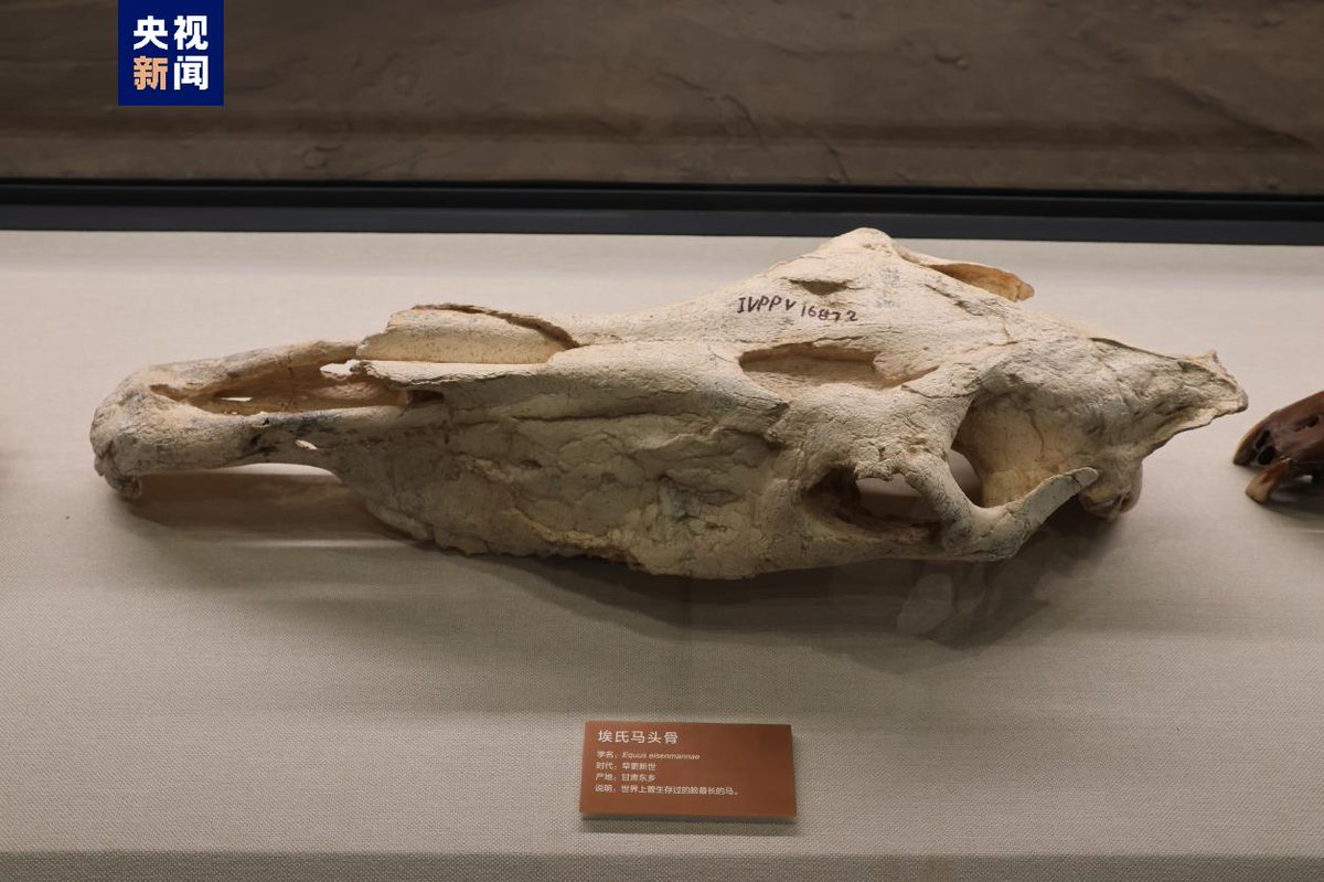 PDChinese's tweet photo. 【中國古動物館正式開館】1月3日，位於河北保定的亞洲最大自然博物館之一——中國古動物館（保定自然博物館）正式開館。該博物館總建築面積約7.3萬平方米，陳列展品總計約6000件左右，是一座以古生物化石為載體，系統普及古生物學、古生態學、古人類學以及進化論知識的中國國家級自然科學類專題博物館。 https://t.co/peATyI321X