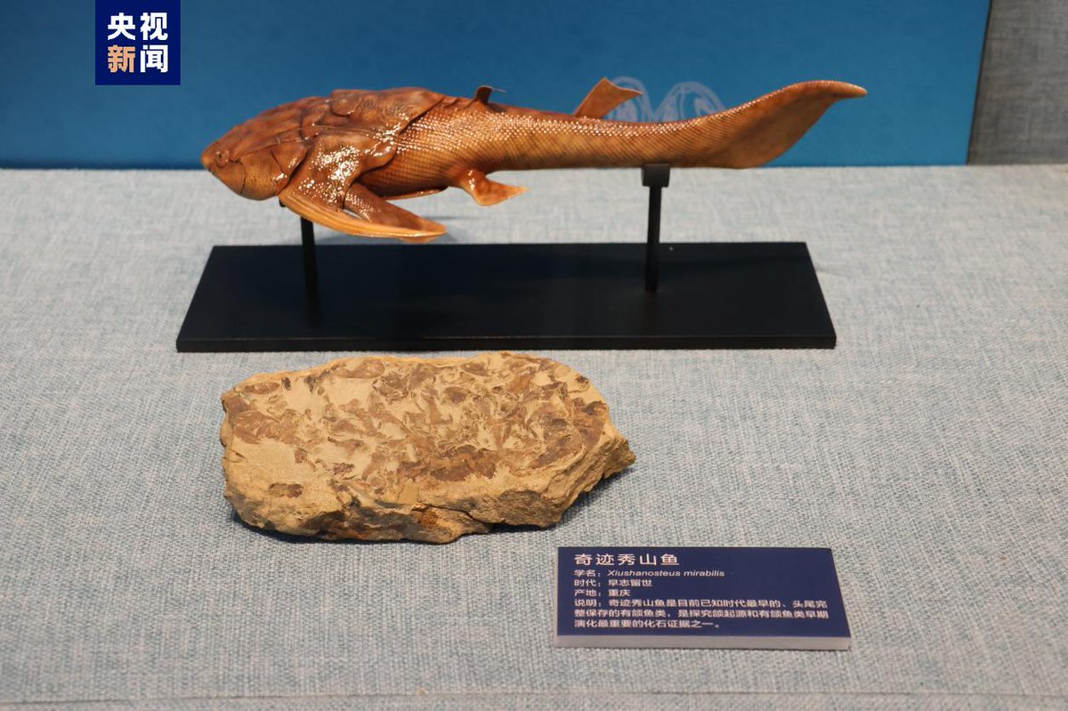 PDChinese's tweet photo. 【中國古動物館正式開館】1月3日，位於河北保定的亞洲最大自然博物館之一——中國古動物館（保定自然博物館）正式開館。該博物館總建築面積約7.3萬平方米，陳列展品總計約6000件左右，是一座以古生物化石為載體，系統普及古生物學、古生態學、古人類學以及進化論知識的中國國家級自然科學類專題博物館。 https://t.co/peATyI321X