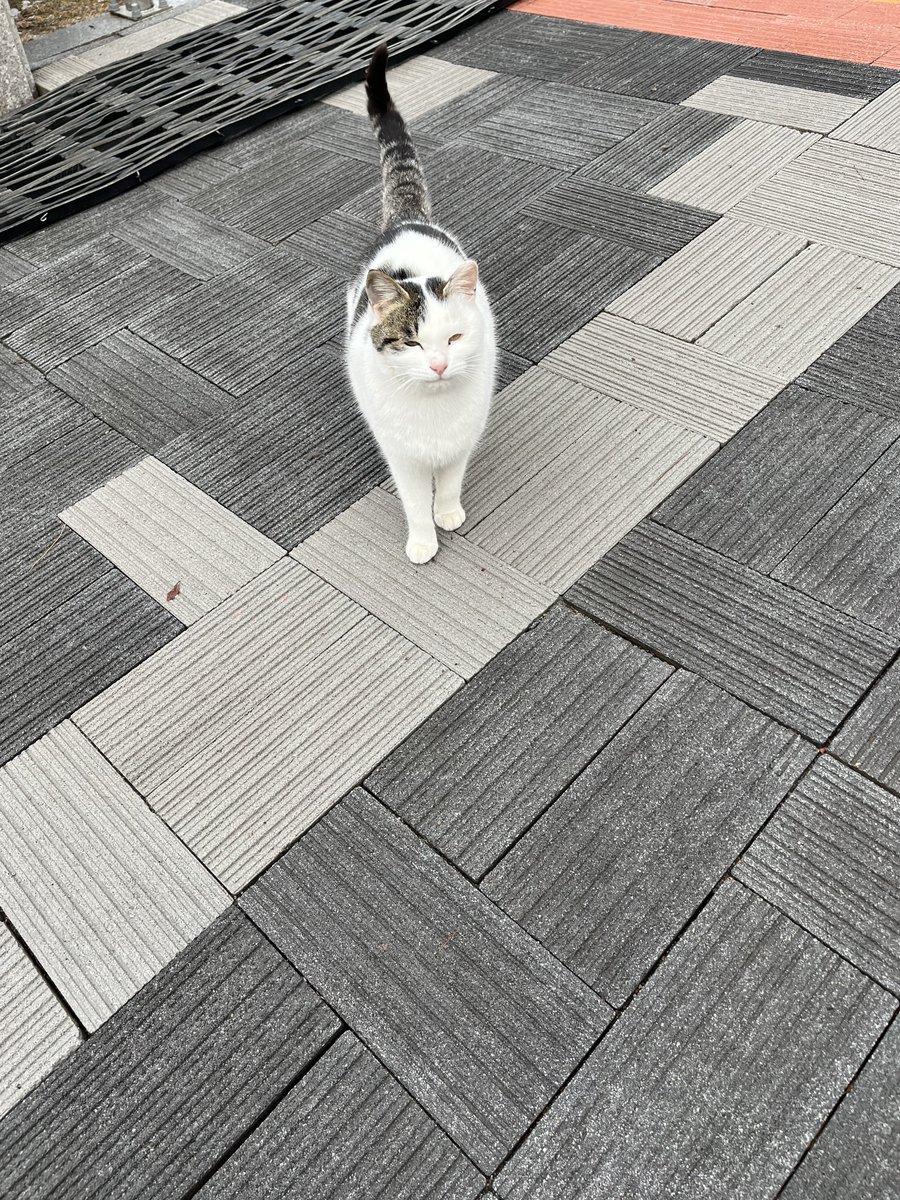 revolvesaround's tweet photo. hyungu 2024 cat pics!!! 😣 https://t.co/Fm4pW5SDSZ