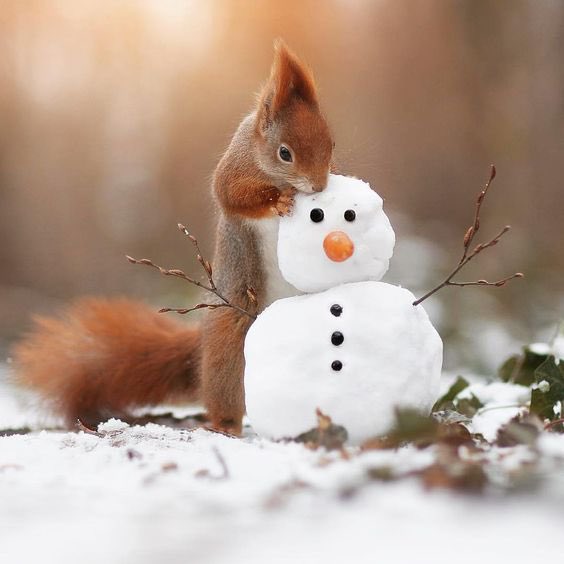 Lovely Wednesday dear friends…☃️❄️🐿️🧡🤍🧡 #GoodMorningEveryone 🌷 #CoffeeTime ☕️ #AnimalLovers 🧡 #BeKindAlways ☃️ #PeaceAndLove 🕊️