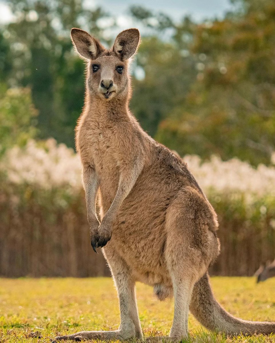 ProFormFrance's tweet image. Préparez-vous à explorer davantage l&apos;Australie avec John Peel et Shannon Cooper ! 🇦🇺

l8r.it/98Q5 🔗

#ProForm #ProFormFitnessFR #iFIT #tapisdecourse #velo #rameur #elliptique #fitness #workout #france #homegym #running #wellness #entrainement