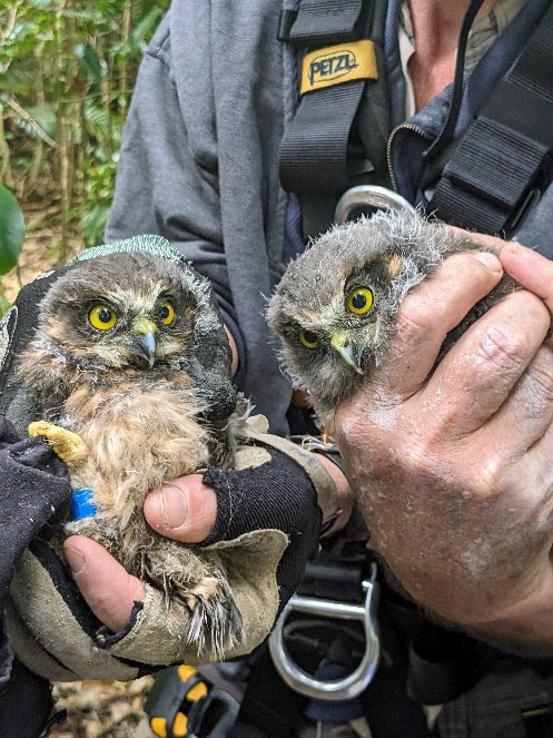 These two are some of the rarest owl species in the world - and they’ve recently been born on Norfolk Island. There are only 28 morepork owls living on the island. So the arrival of these babies is pretty exciting stuff.