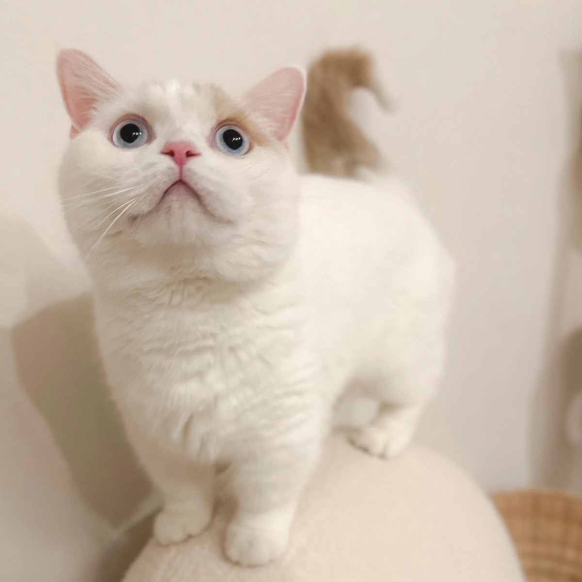 scatllop's tweet photo. １年以上の時を超えて更新再開します
もうすぐ２歳になります https://t.co/D3I1sPnWoF