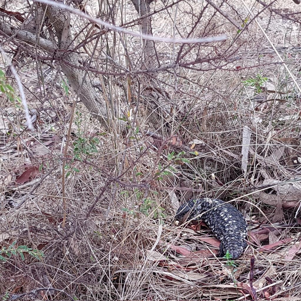 Paradoxa18's tweet photo. Young 'un
Maybe 15cm
#shingleback
Above, even tinier, a nest
Dog lead clip for scale
Empty nest, no worried parents about, so the birds may have flown weeks ago
Prickly protection: acacia paradoxa
#wildoz https://t.co/92NFTonph0