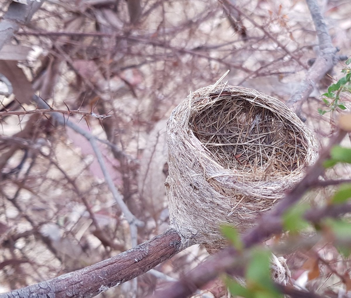 Paradoxa18's tweet photo. Young 'un
Maybe 15cm
#shingleback
Above, even tinier, a nest
Dog lead clip for scale
Empty nest, no worried parents about, so the birds may have flown weeks ago
Prickly protection: acacia paradoxa
#wildoz https://t.co/92NFTonph0