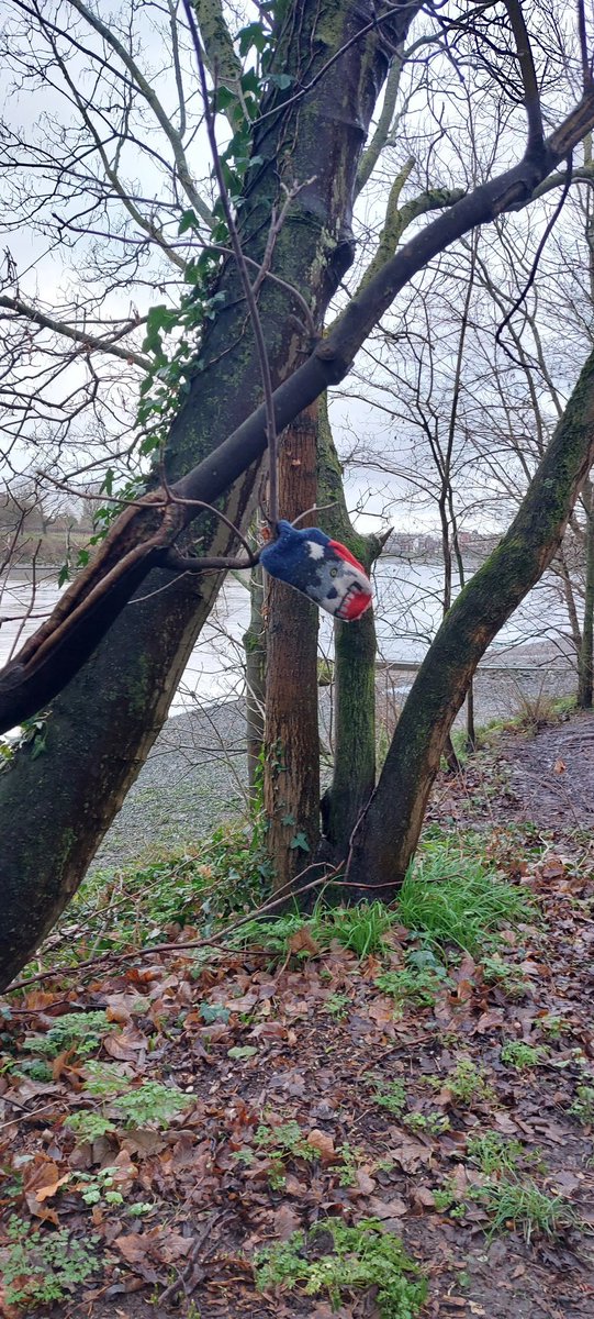 Tiny but fierce #lostglove near Barnes <a href="/singleglove/">lostglove</a>