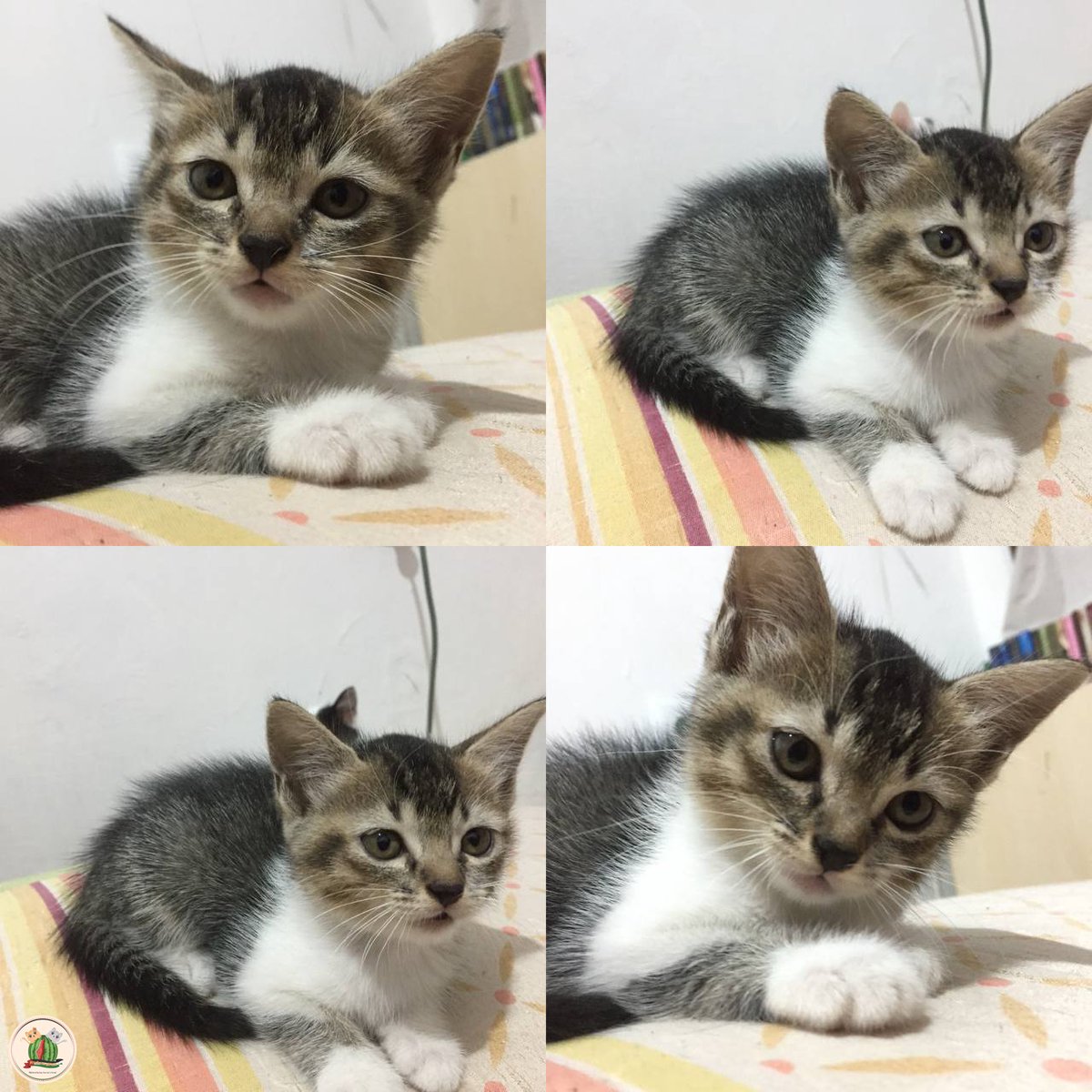 kochengfs's tweet photo. 🐈 mana kemarin yg blng muka aku bloon? Mang eaa? https://t.co/vF5O0Gjwxw