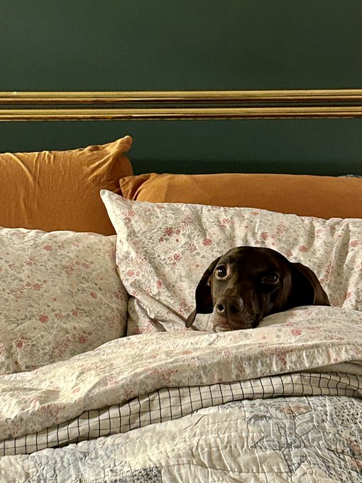 It&rsquo;s really her bed, but she lets me sleep here too. https://t.co/Hr6nUN0oN3