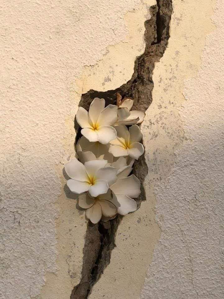 sahbaamuhammad's tweet photo. (إِنَّهُ هُوَ يُبْدِئُ وَيُعِيد ).

يعيد القلب الذي زاغ ،،، 
السعادة التي غابت ،،،، 
العافية التي انقلبت ،،، 
العلاقة التي انقطعت ،،،،
 الرزق الذي نقص؛؛؛.
دوما أحسِن ظنكَ بالله 🖤
♡
#القرآن_علمني 🙏🌹 #جماليات 🩵#صهباء_بندق ✍️ https://t.co/ZDivrjomsc
