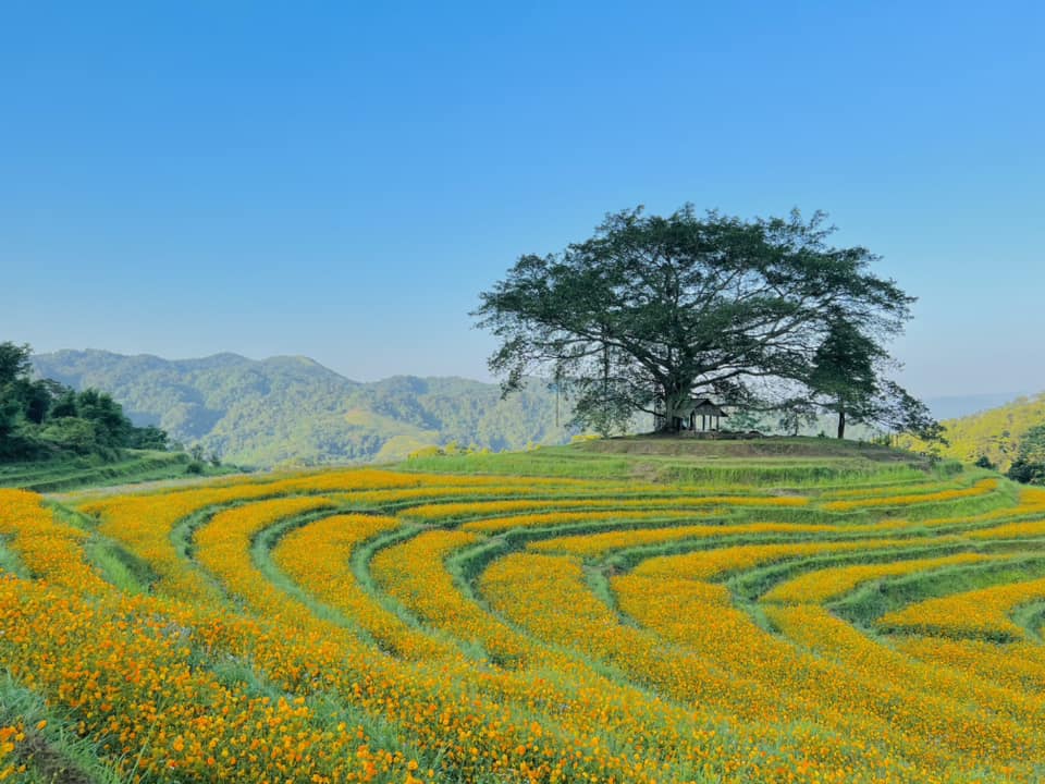 Hồng có gai tweet media