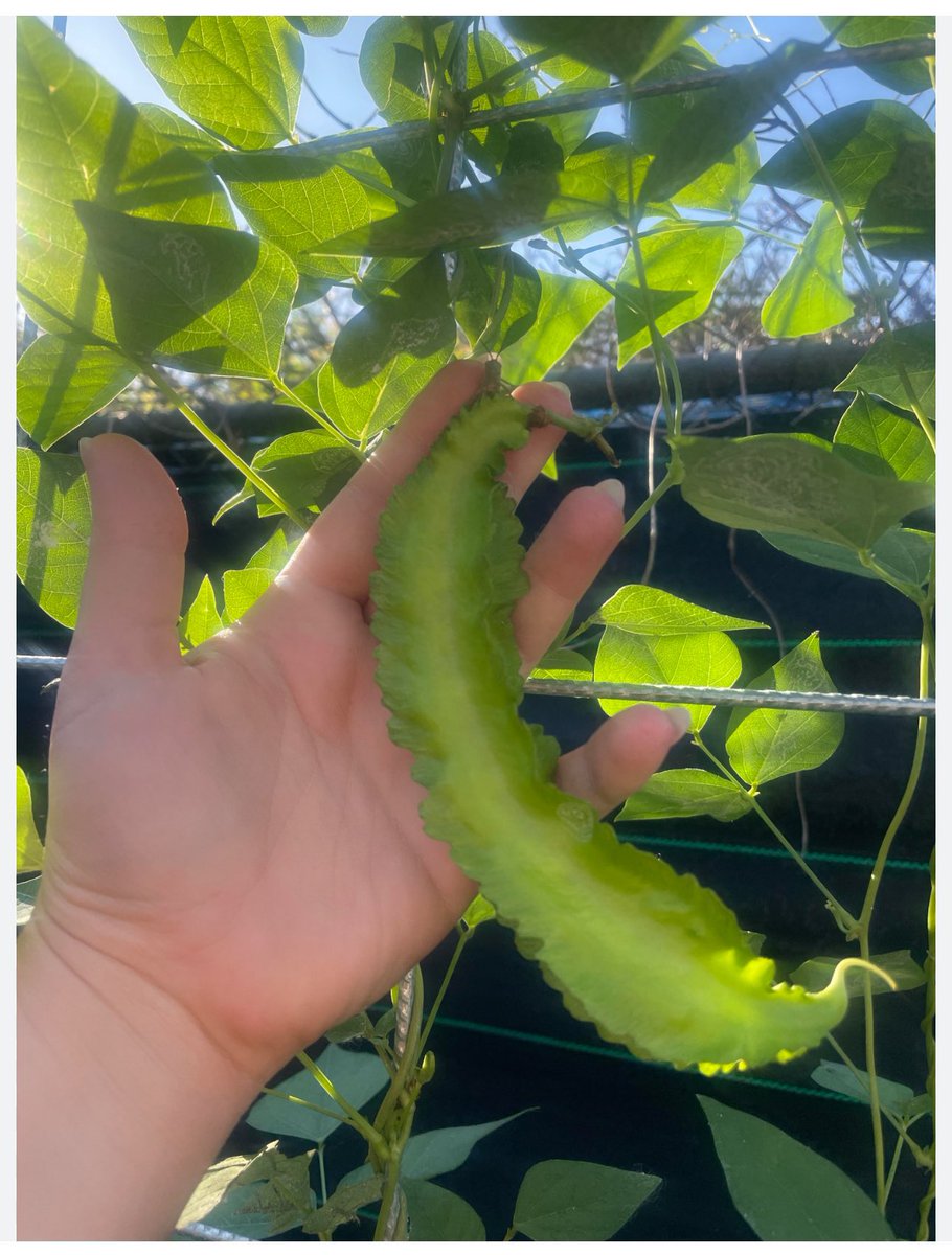 ZuvanDhaduveria's tweet photo. Winged Beans or Four-Angled Beans are tropical legumes. found in Addu (maldives), these frilly-looking square-shaped pods are lime green with four feathered accents that run down the sides. #GrowwithOoredoo #AdduMeedhoo #eHubaddu #growyourownfood #beens https://t.co/aeyKlVQ6dk