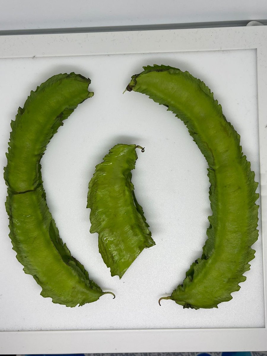 ZuvanDhaduveria's tweet photo. Winged Beans or Four-Angled Beans are tropical legumes. found in Addu (maldives), these frilly-looking square-shaped pods are lime green with four feathered accents that run down the sides. #GrowwithOoredoo #AdduMeedhoo #eHubaddu #growyourownfood #beens https://t.co/aeyKlVQ6dk