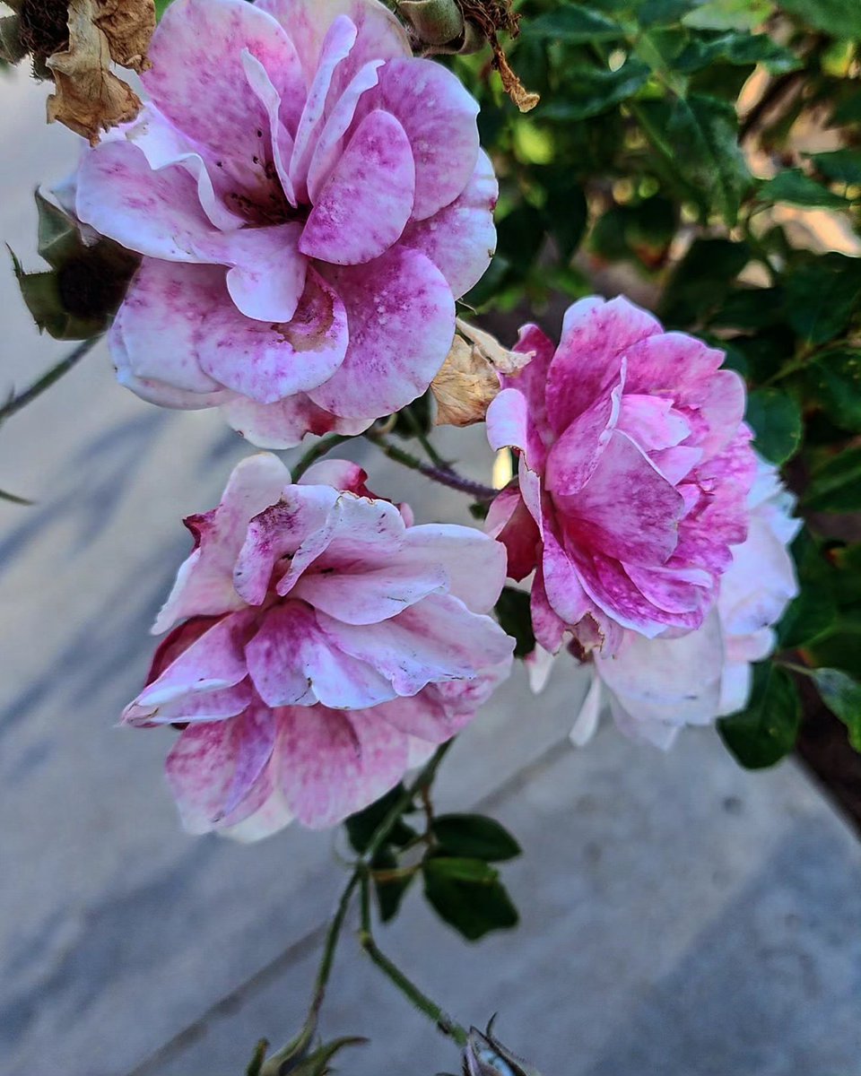 #Flowers #flores #naturalflowers #floresnaturales  #naturaleza #NaturePhotography #naturelovers #ThePhotoHour #colorsofnature #natgeoyourshot #zenfolio #500px #canonusa