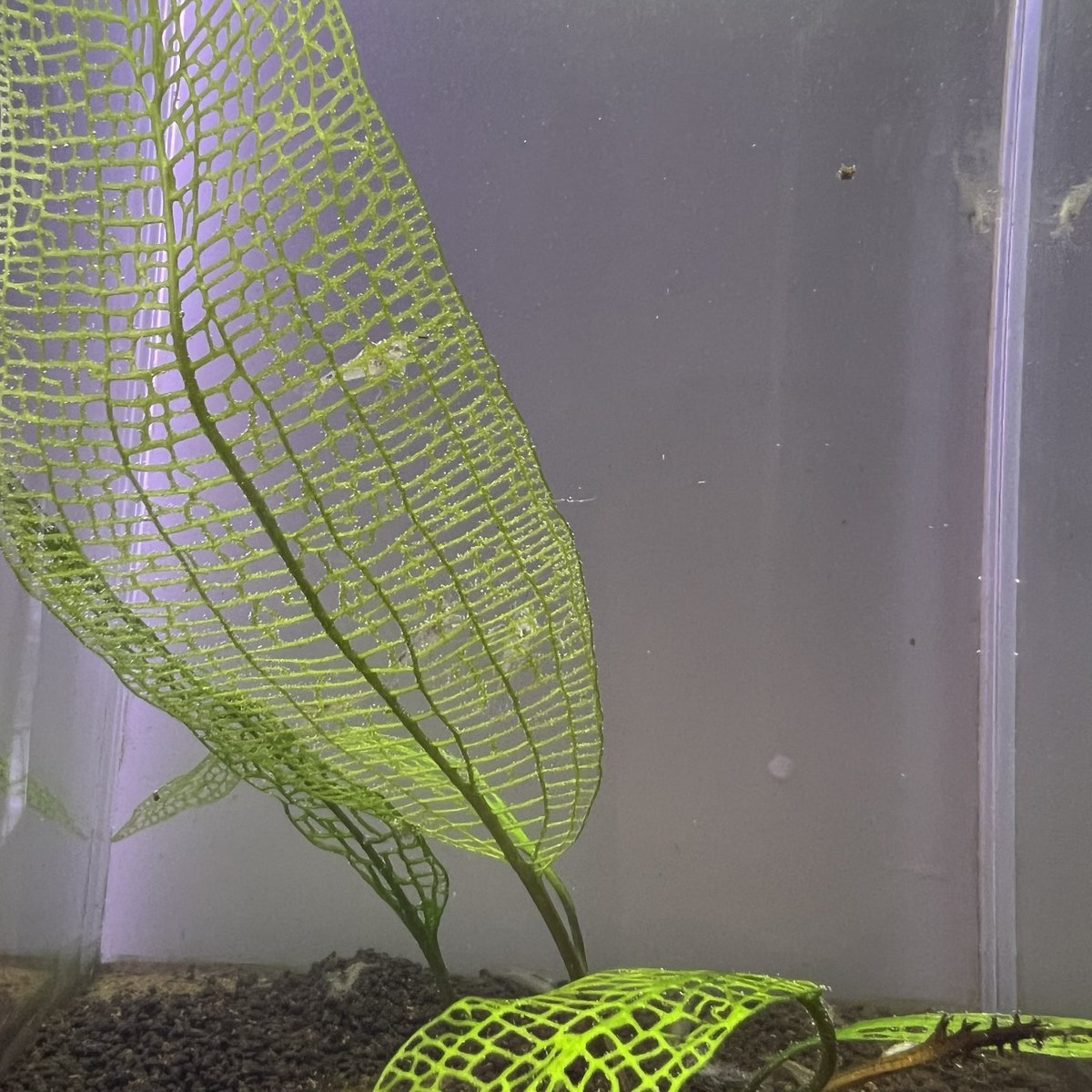 Aponogeton madagascariensis
完全復活
芸術点高すぎる
ぜひ自生地を生で見てみたい