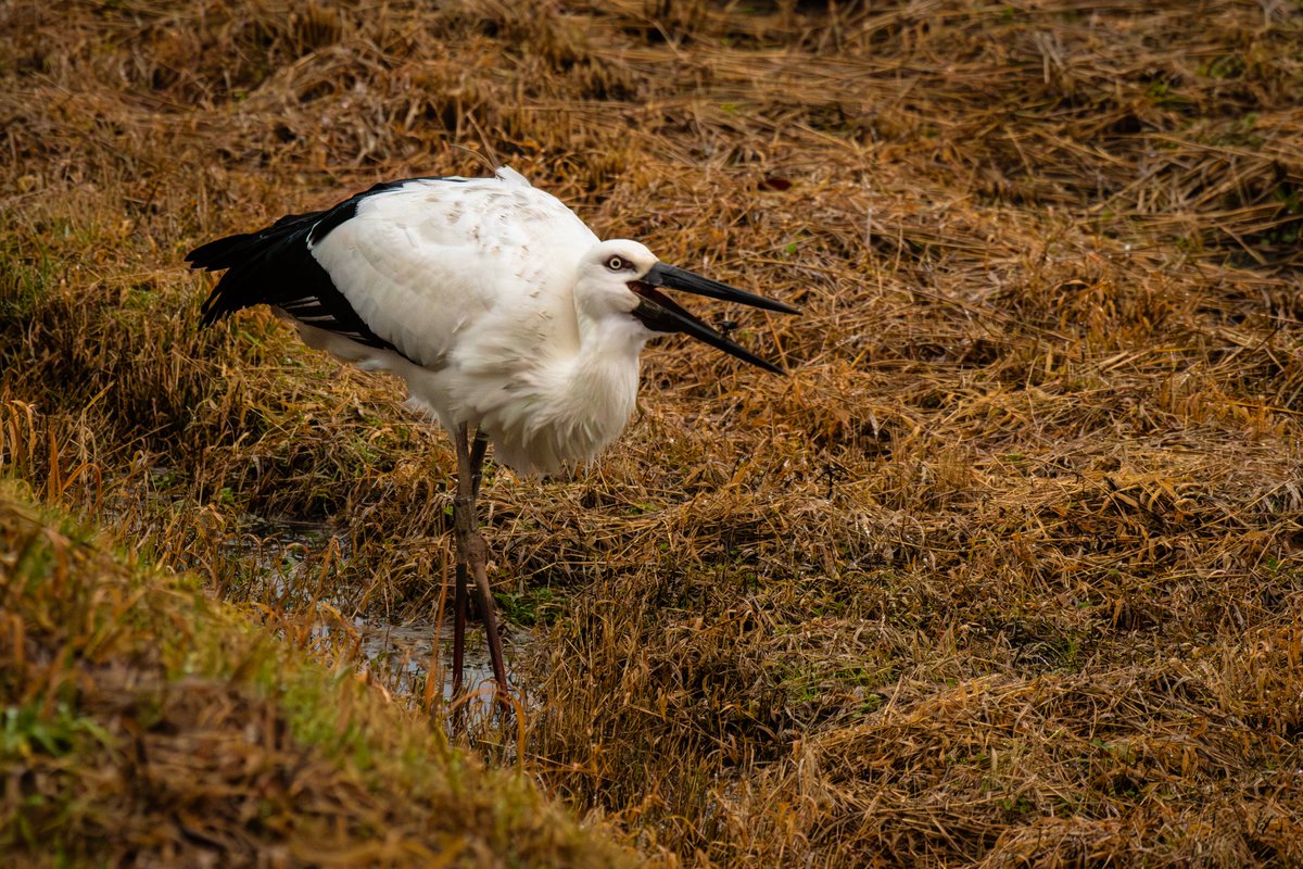 s7t73pf71's tweet photo. 正月休み最後の朝は。。。
#コウノトリ #野鳥 #j0118 #げんきくん #雲南市 https://t.co/GlkrwHSEnB