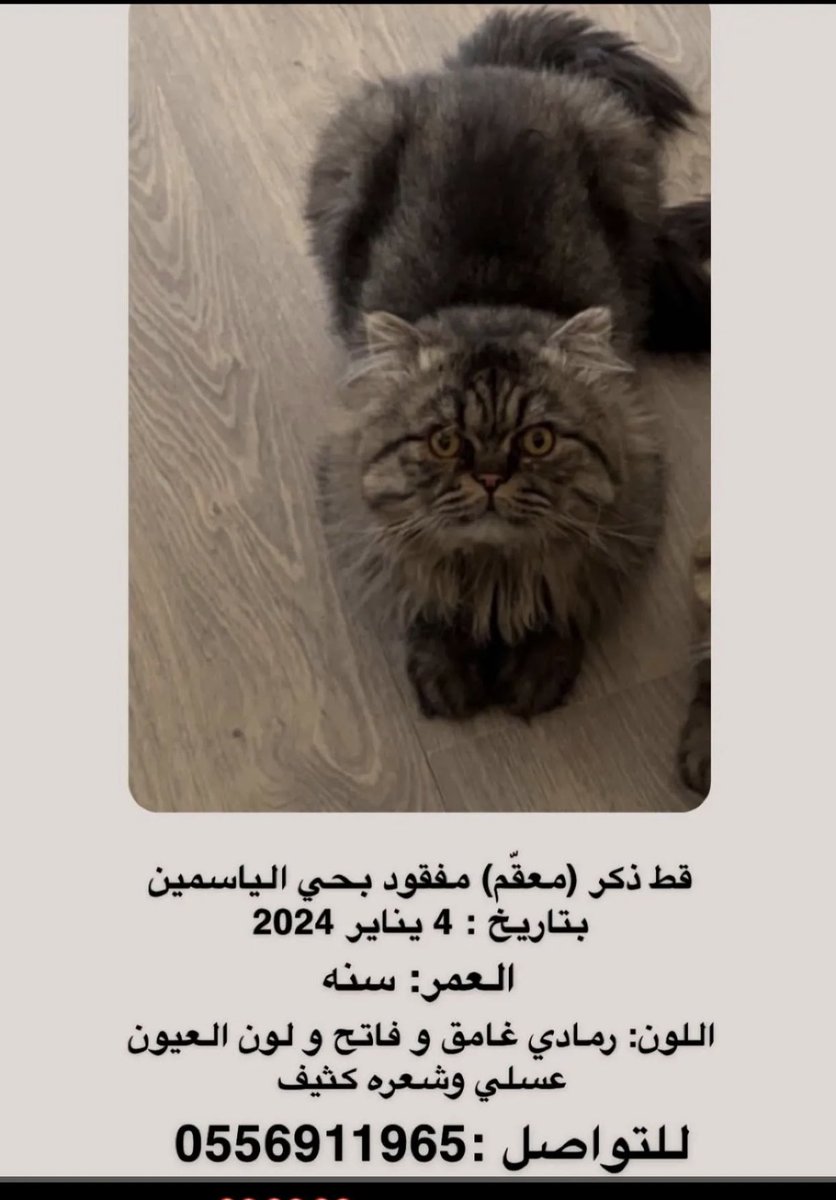 #قطط #قطط_الحائر #قطط_مفقوده #قطط_للتبني #تبنى_لاتشتري 
🚨
🚨