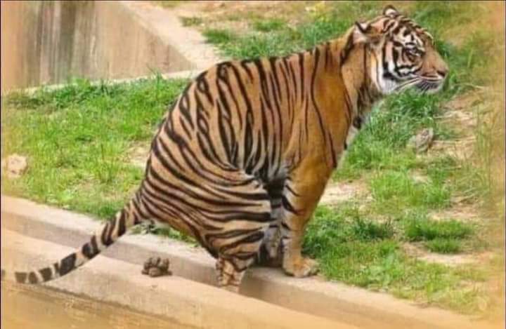 IAM_JAS55's tweet photo. कृपया इस फोटो को हिट एंड रन कानून से न जोड़ें ।। @aries2004amit @sidd_sharma01 @NirajSharma2130 https://t.co/zQGJQouAmf