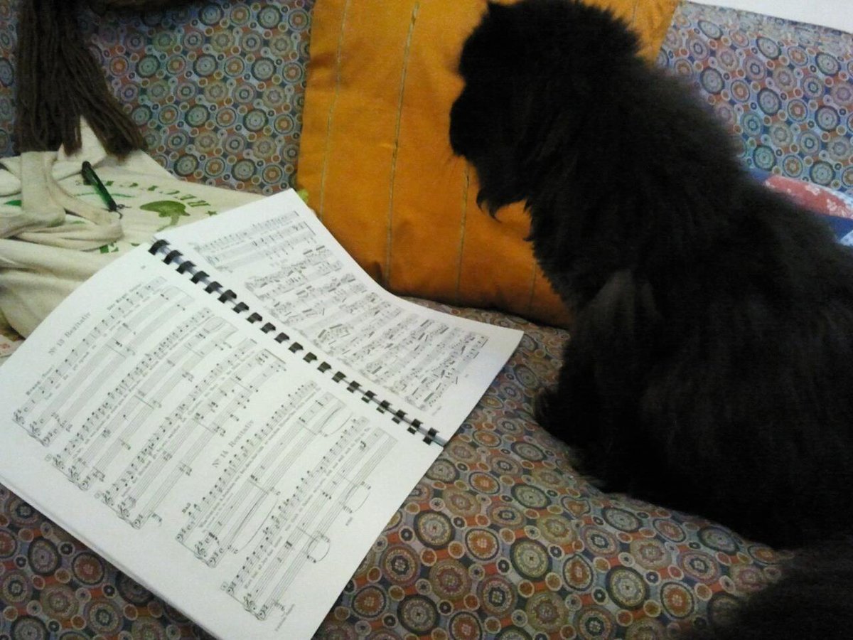Annavocis's tweet image. Un tempo avevo un gatto che studiava Bach con me...comincerà così il libro che scriverò, forse, un giorno.
#gatti 
#Bach
#Spillo