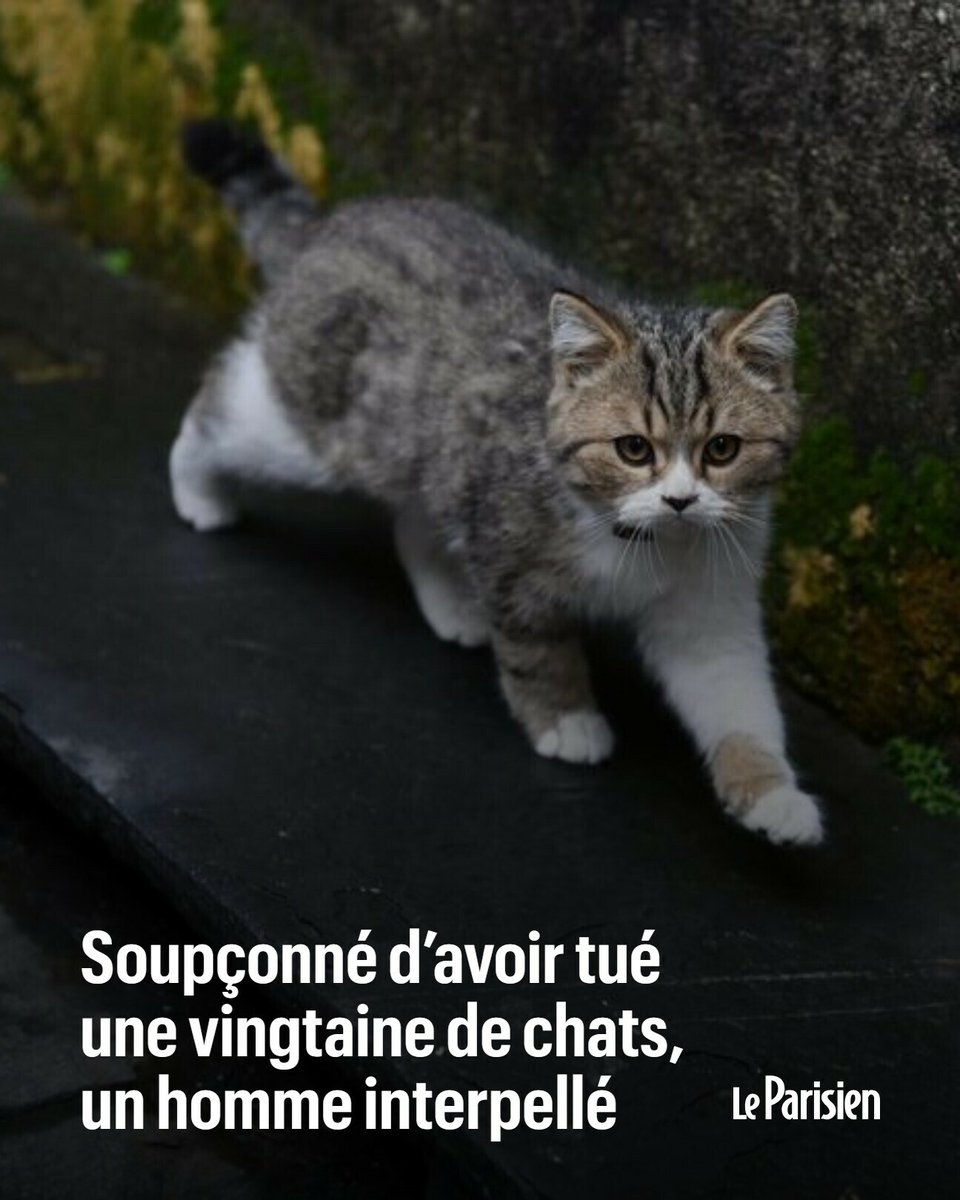 Le Parisien tweet media