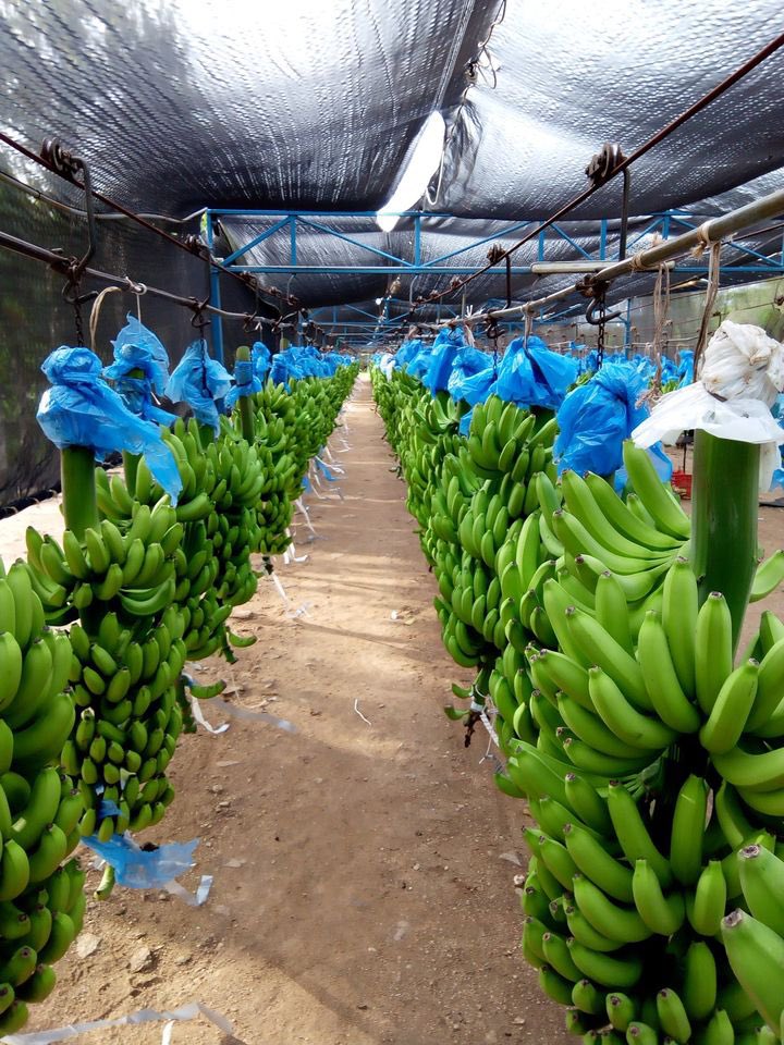 Dear #farmers and all #Agribusiness enthusiasts, you can generate income and save the lives of many including yourself.
Contribute to #FoodSystems through #BananaFarming.
With #ConservationAgriculture practices, #labor is reduced, #SoilHealthy improved and more #income generated.