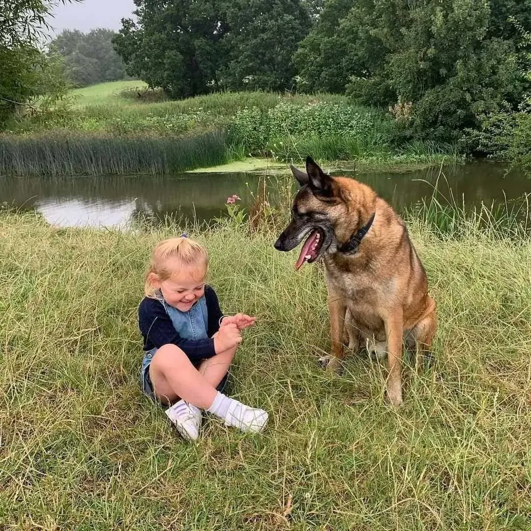 The biggest happy Burfday to British Army Protection dog Beri celebrating his 13th cake day and 3rd year in retirement 
Stay happy and healthy big lad
#militarydog #policedog #retirement #happydog #GermanShepherd #belgianmalinois #army #royalairforce #January2024 #birthday