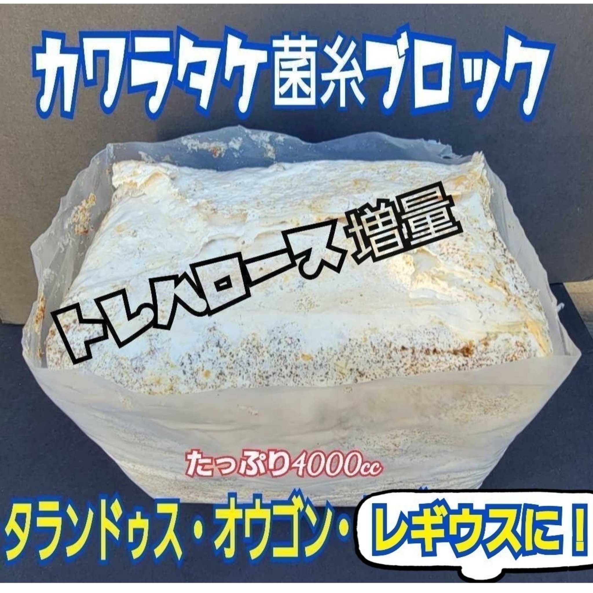 最強のカブトムシ☆クワガタマット作ってます 最強のカブトムシ☆クワガタマット作ってます