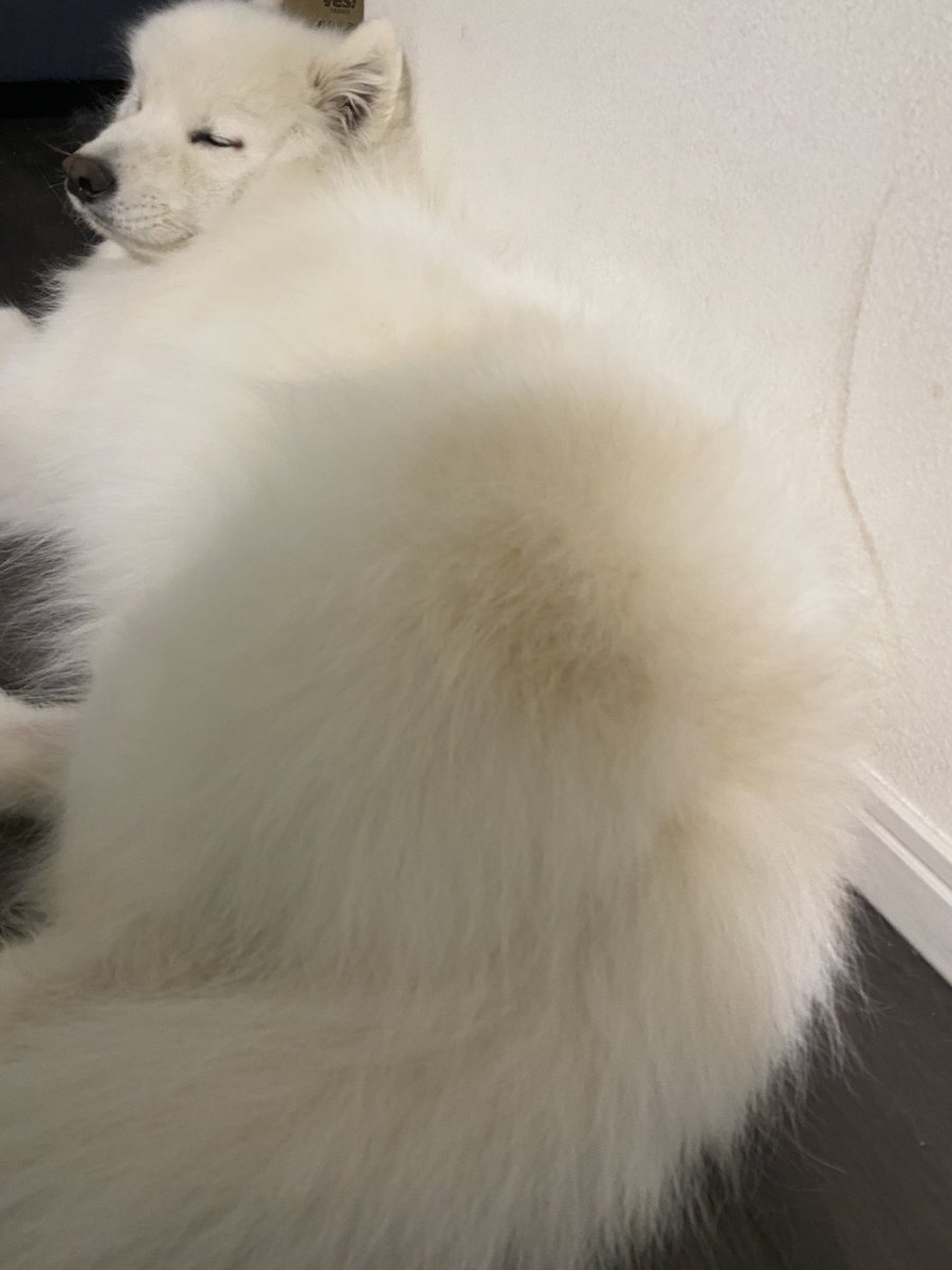 ピース@サモエド (@peace_samoyed) / Posts / X